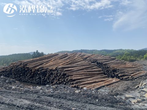 河道打樁為什么選擇松木樁來(lái)處理軟地基？-松木樁施工使用范圍