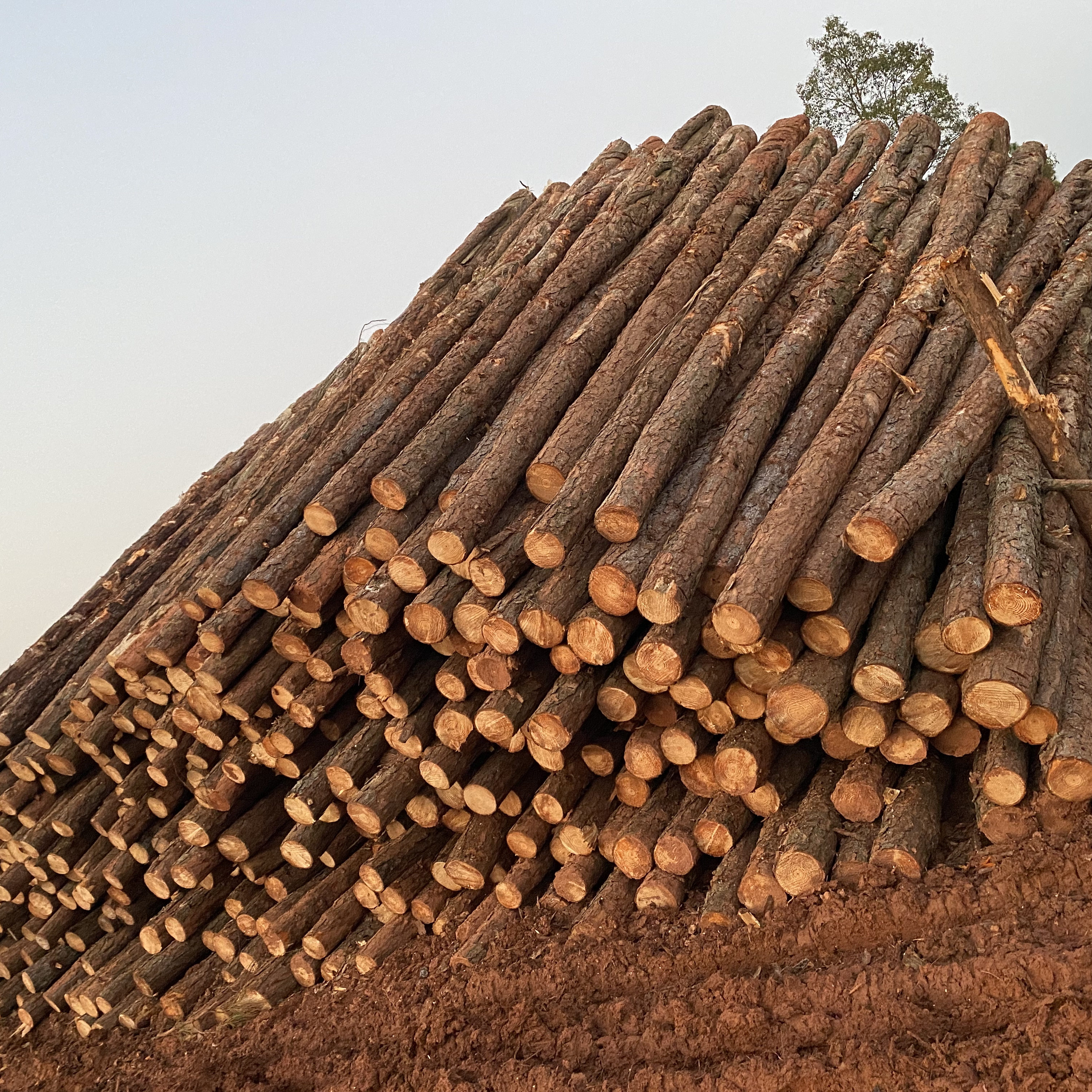 松木樁廠家泓樺錦嘉-松木樁施工后出現(xiàn)松動怎么加固？