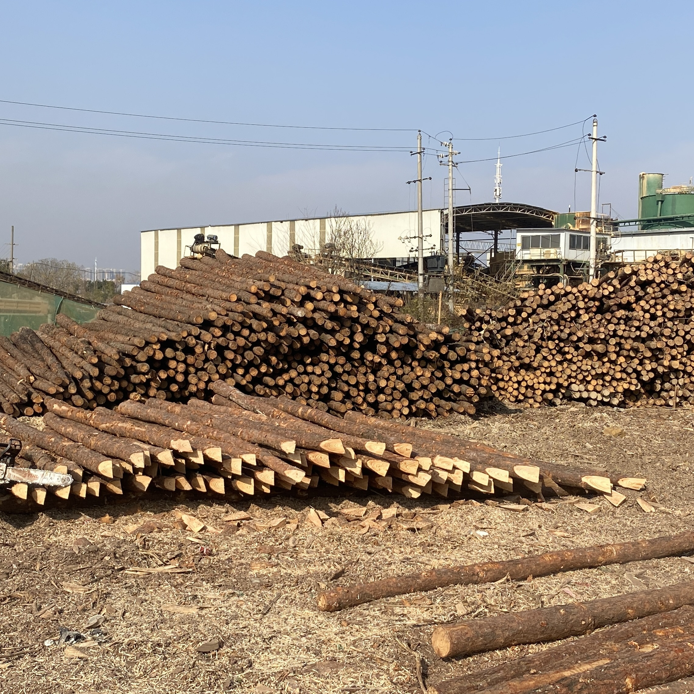 松木樁廠(chǎng)家泓樺錦嘉 - 原木松木樁用于圍堰工程需要削尖樁頭嗎？?